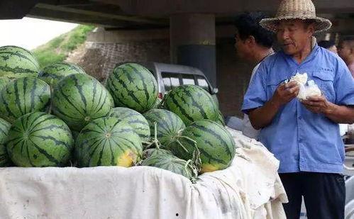 青海藏族网红吃瓜事件,揭秘网络舆论背后的真相
