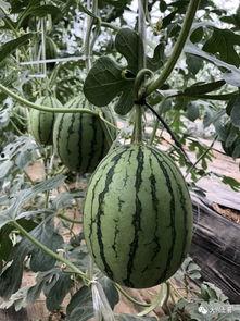 网红吃瓜投稿,揭秘娱乐圈幕后真相