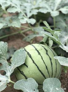 网红吃瓜投稿,揭秘娱乐圈幕后真相