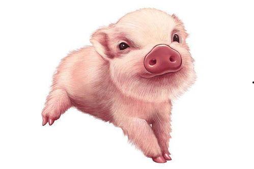 吃瓜网红小胖猪是谁