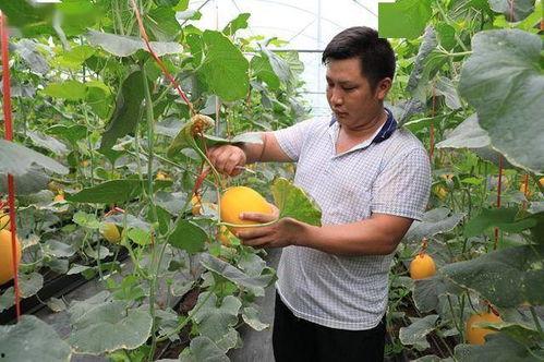 成县的吃瓜网红都有谁,瓜田里的“吃瓜”达人盘点