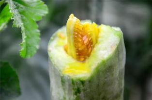 文县网红吃瓜,一场视觉与味蕾的盛宴