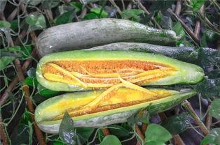 文县网红吃瓜,一场视觉与味蕾的盛宴