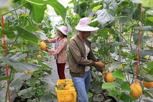 文县网红吃瓜,一场视觉与味蕾的盛宴
