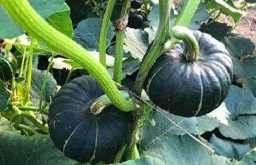 千万级网红吃瓜事件