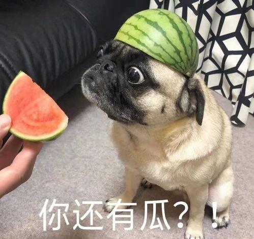 吃瓜正能量网,揭秘网络舆论背后的温暖力量