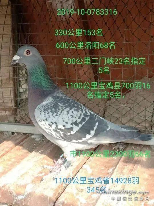 网红吃瓜鸽子视频在线观看