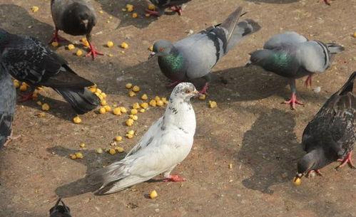 网红吃瓜鸽子视频在线观看