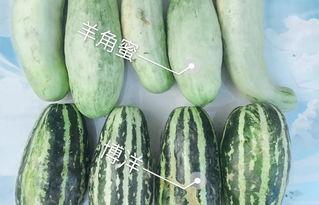 网红吃的生瓜是什么,揭秘生食瓜果的神奇魅力