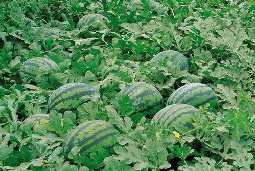 十堰网红吃瓜群微信号,揭秘当地热门话题，畅谈生活百态！”