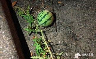 网红西瓜视频吃瓜网友,网友热议不断