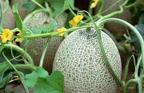 吃瓜料网有风险吗,风险与机遇并存，如何安全享受网络娱乐？