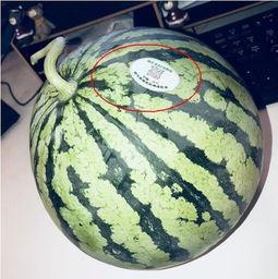 滨州吃瓜网红是谁