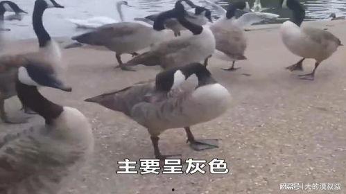 网红大鹅吃瓜视频大全,笑料百出，欢乐无限