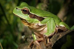 网红蛙卖崽吃瓜