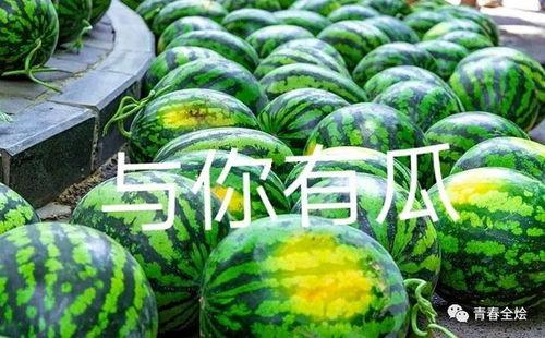 学院吃瓜和网红吃瓜