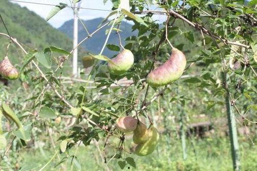 网红吃的八月瓜,八月瓜美食探秘